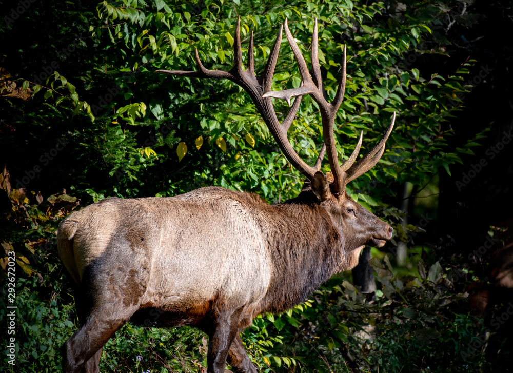 Fototapeta premium A bull elk during rut in Benezette, PA following a cow from his harem