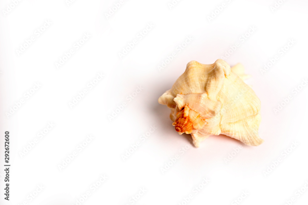 Seashell isolated on white background Seashell isolated on white background