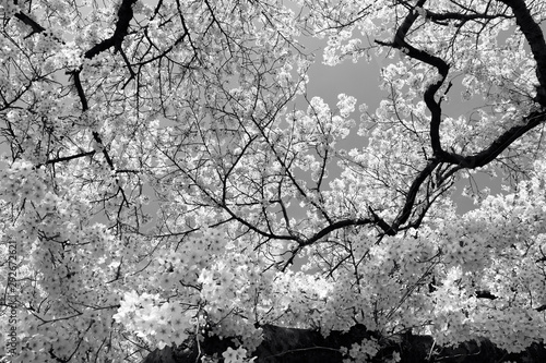 Tree in bloom. Spring in Germany