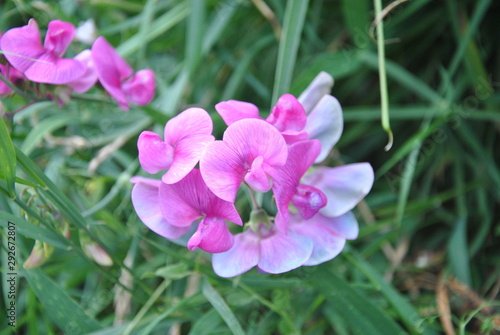 purple flowers in the garden