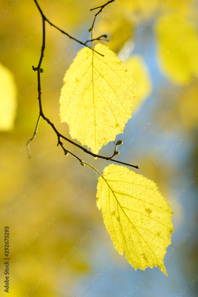 Fototapeta premium Beautiful colorful leaves in autumn forest. Red, orange, yellow, green and brown autumn leaves. Hazel foliage. Seasonal background.