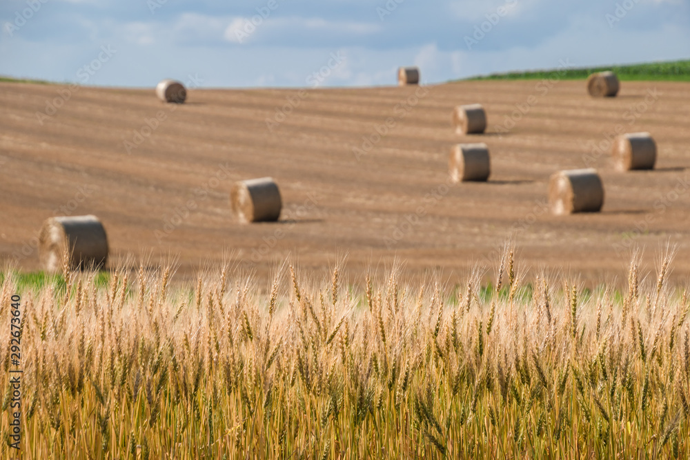 Fototapeta premium 美瑛の雄大な風景