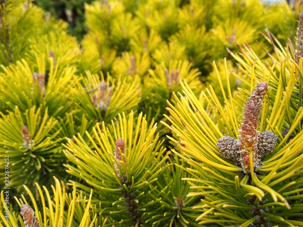 Young Pine buds in spring. Pinus mugo, dwarf mountain pine, mugo pine. Pinus mugo winter gold Young Pine buds in spring. Pinus mugo, dwarf mountain pine, mugo pine. Pinus mugo winter gold