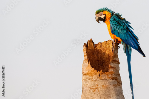 Close up of an endangered Blue-and-yellow macaw sitting on a palm tree trunk, side view, looking to left, San Jose do Rio Claro, Mato Grosso, Brazil photo