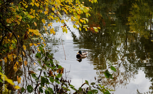 Autumn, pond, duck, tree branches.