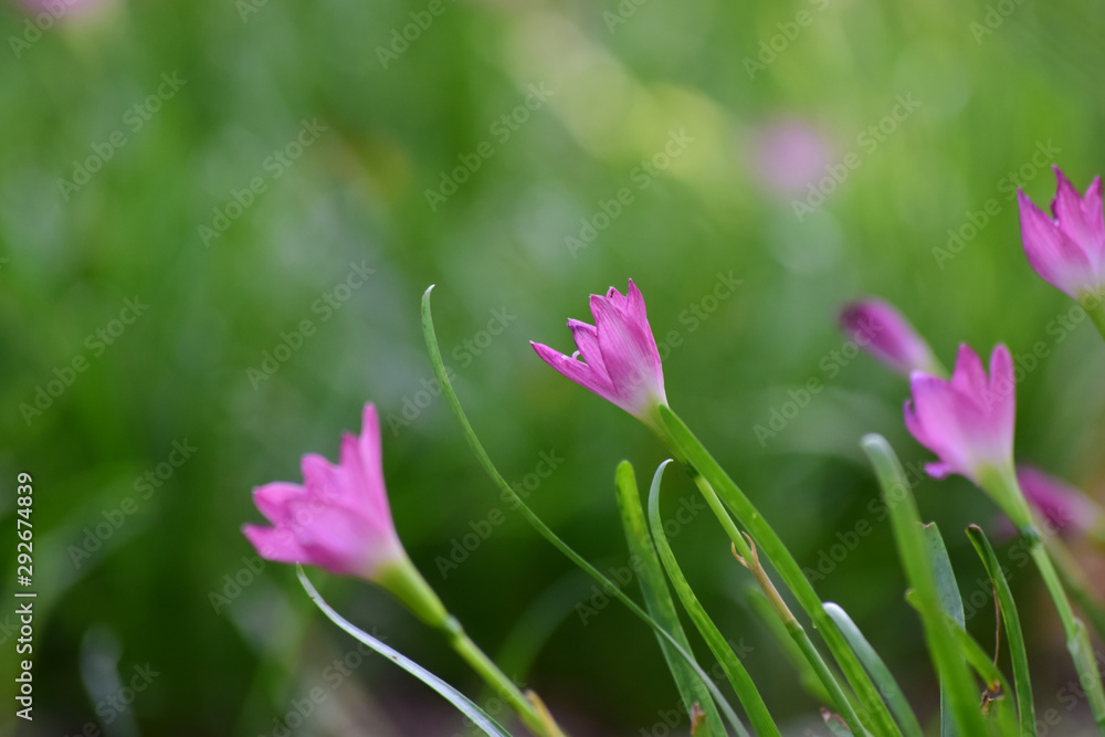Pink flowers that bloom in the garden when looking fresh and beautiful Pink flowers that bloom in the garden when looking fresh and beautiful