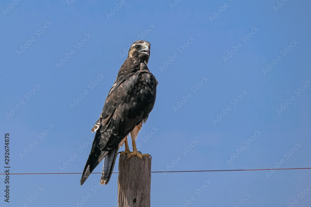 Close up of an Common Black Hawk perching on a wooden post, facin gto camera, against blue sky, Bom Jardim, Mato Grosso, Brazil Close up of an Common Black Hawk perching on a wooden post, facin gto camera, against blue sky, Bom Jardim, Mato Grosso, Brazil
