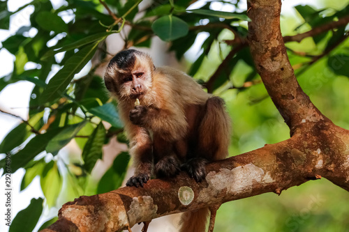 Hooded Capuchin sitting in a tree against green leaves  looking down  partly in the sun  Lagoa das Araras  Bom Jardim  Mato Grosso  Brazil