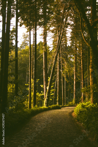 The sunny path in the green woods of pine trees with sunbeam