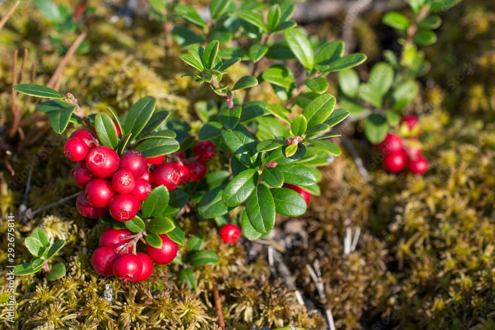 Obraz premium tasty and juicy berries of cowberries cranberries lingonberries close up - very beautiful wallpaper