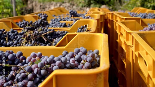 Bunch of red grapes in box during harvest
