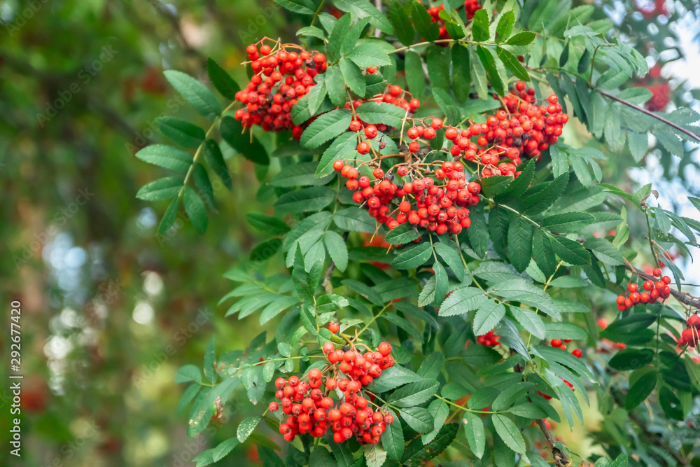Bright rowan berries on a tree at autumn Bright rowan berries on a tree at autumn