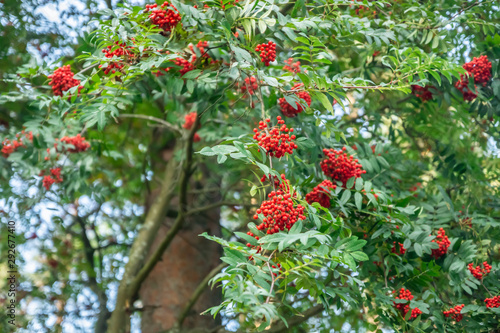 Bright rowan berries on a tree at autumn photo