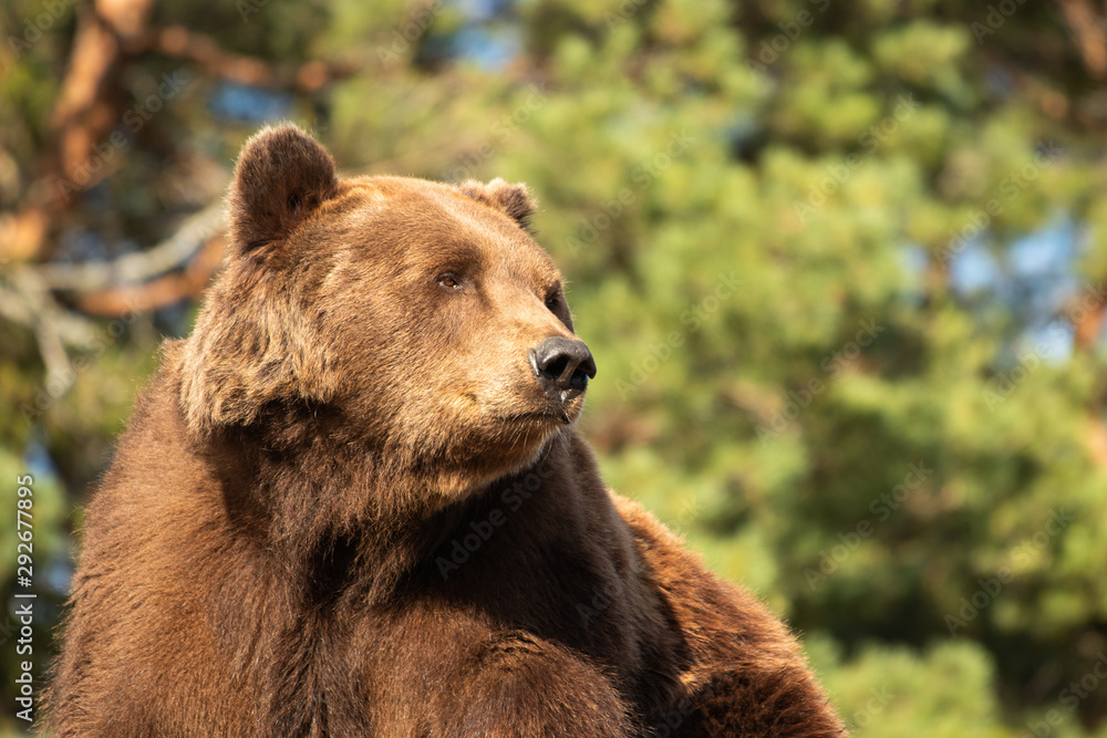 Portrait of a male brown bear green trees as background Portrait of a male brown bear green trees as background