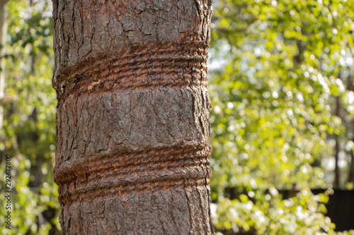 Marks left by a rope wrapped around a tree concept of damage to the nature caused by humans
