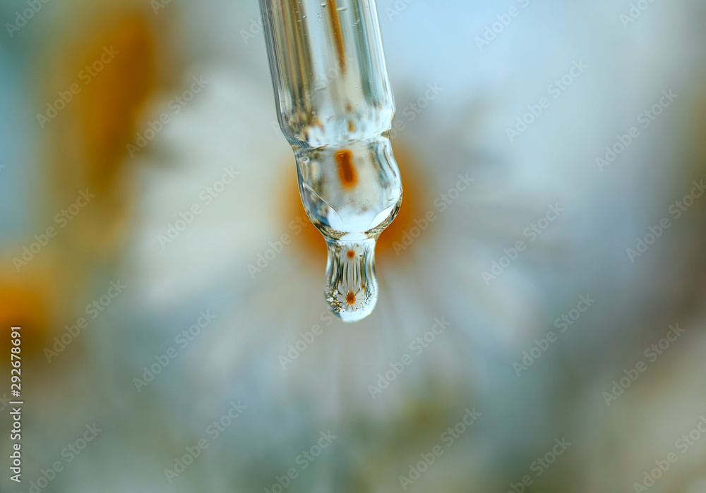 brilliant medicinal oil drop with flower reflection chamomile falls from a glass pipette in a summer Sunny meadow brilliant medicinal oil drop with flower reflection chamomile falls from a glass pipette in a summer Sunny meadow