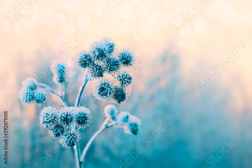Frozen plants in winter with the hoarfrost. Burdock in selective focus. Winter scene