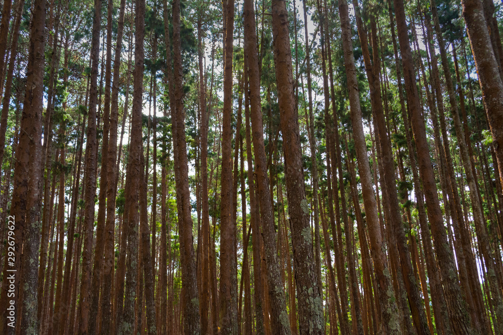 Thick and dense coniferous or pine forest with no people, only trees, front view Thick and dense coniferous or pine forest with no people, only trees, front view