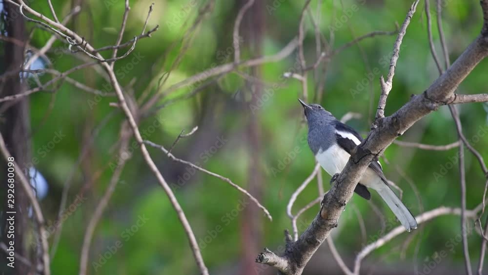 Bird (Oriental magpie-robin or Copsychus saularis) female black, gray and white color perched on a tree in a nature wild Bird (Oriental magpie-robin or Copsychus saularis) female black, gray and white color perched on a tree in a nature wild