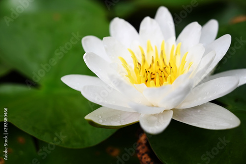 White lotus in the morning