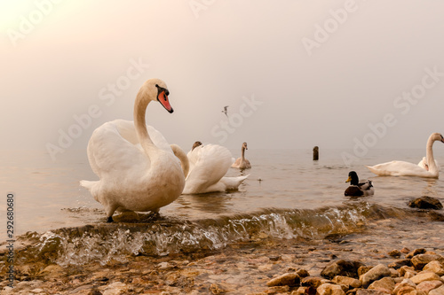 Cisnes en Lago Di Garda, Italia photo