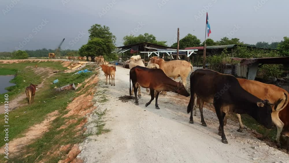 A group of cow leave the kraal at Malay kampung at Malaysia. A group of cow leave the kraal at Malay kampung at Malaysia.