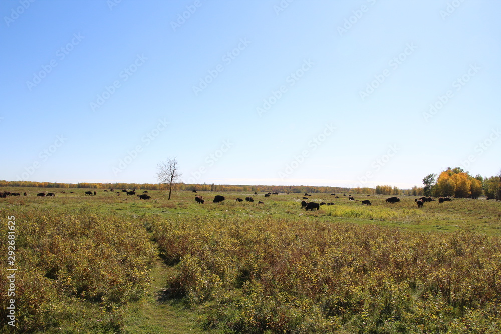Bison On The Prairie, Elk Island National Park, Alberta