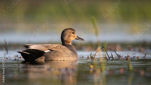 Canard Chipeau