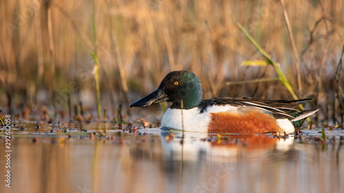 Canard Souchet