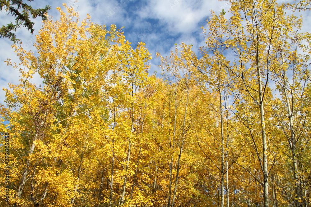 Trees In Autumn Colours, Elk Island National Park, Alberta Trees In Autumn Colours, Elk Island National Park, Alberta