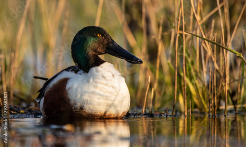 Canard Souchet