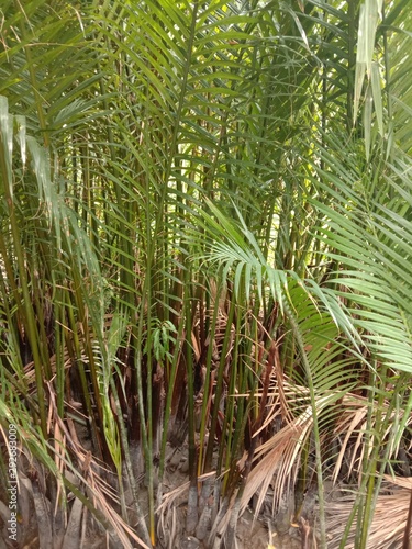: Nypa palm grows well on the shoreline with brackish water and sunny in general. Is a mangrove forest That is important in the nursery Coastal erosion prevention.
