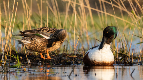 Couple Canard Souchet