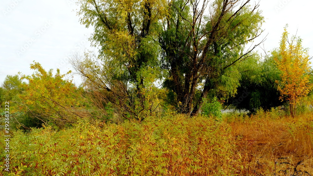 Fototapeta premium Trees in the autumn forest