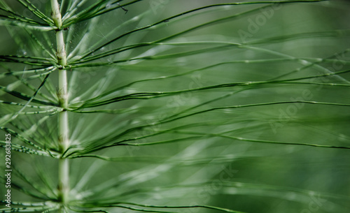 natural horsetail herb background