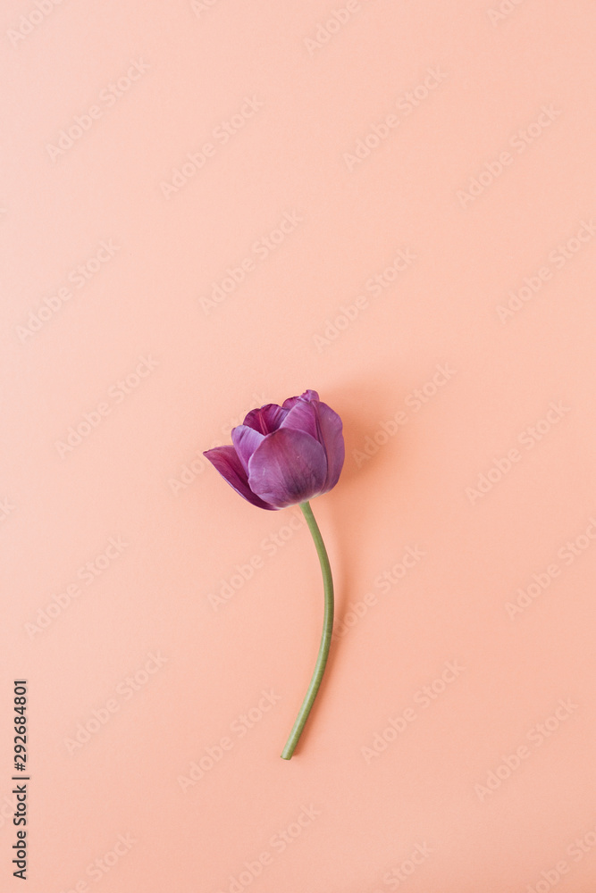 Purple tulip flower on living coral background. Flat lay, top view minimal summer floral pattern composition. - obrazy, fototapety, plakaty 