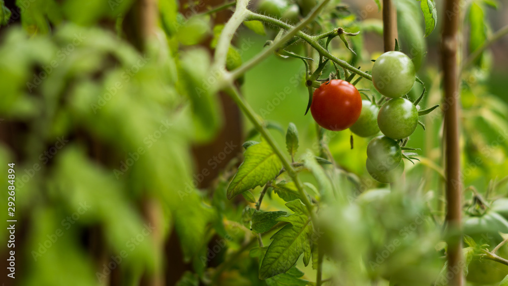 grüne und rote Tomaten im  Garten