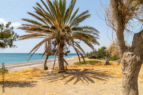 Fototapeta Naklejka Na Ścianę i Meble -  Palm trees at the gravel beach of Kiotari on Rhodes island, Greece in summer at a sunny day