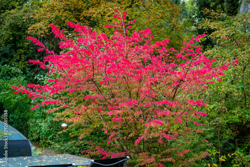 Colourful picture of a winged burning-bush (euonymus alatus) in autumn