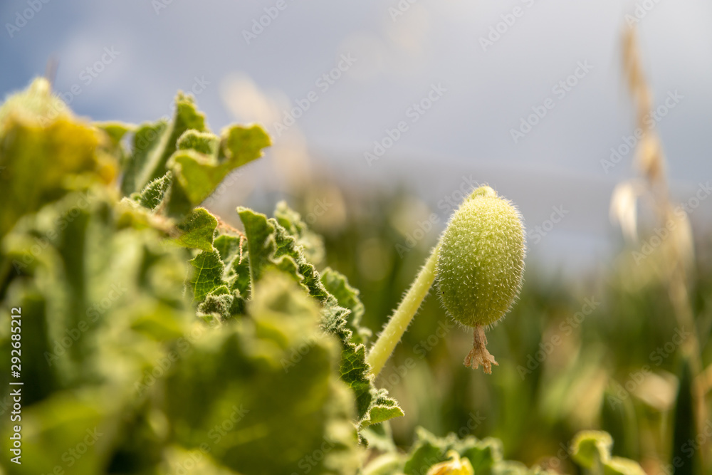 Vegetation on Rhodes island, Greece. Close up of a green plant with oval fruit Vegetation on Rhodes island, Greece. Close up of a green plant with oval fruit