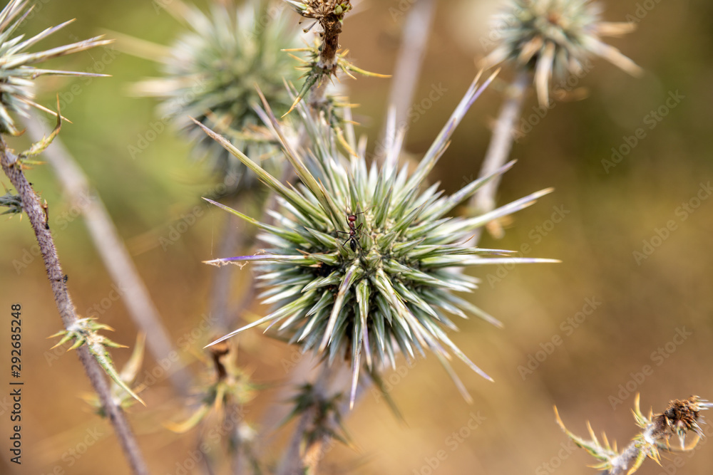 Close up of thistle blossom on Rhodes island, Greece