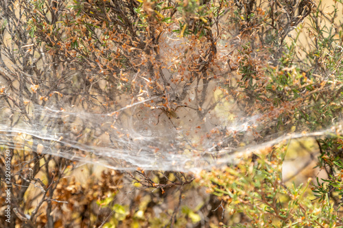 Spider sitting in her spider web at Rhodes island, Greece