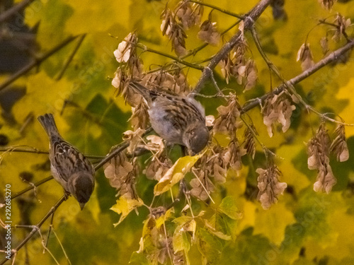 The bird sits on a branch in autumn against the background of leaves