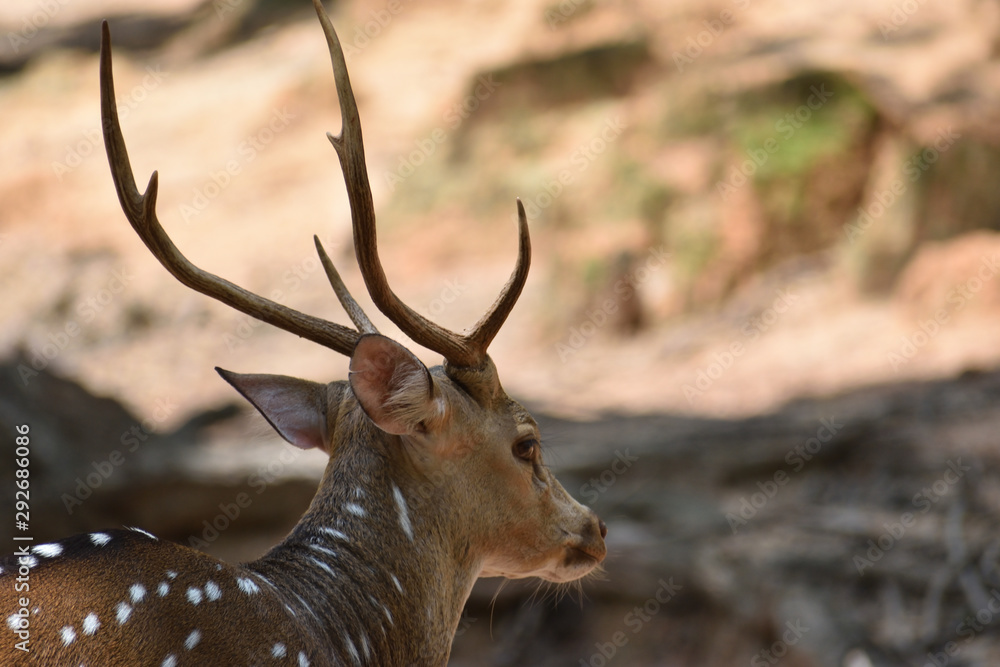 red deer in the forest or deer on the forest red deer in the forest or deer on the forest