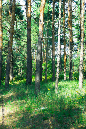 Fototapeta Naklejka Na Ścianę i Meble -  Beautiful summer landscape in the forest