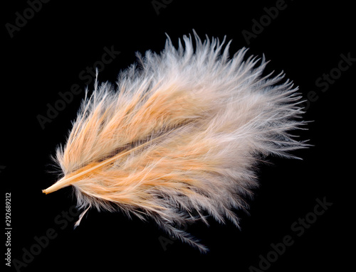 Colored ostrich feather isolated on black background