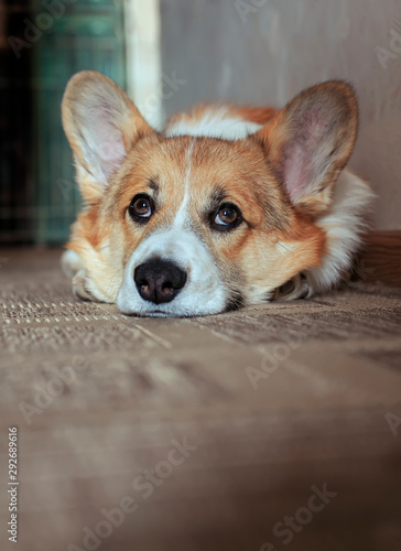 portrait of cute puppy red Corgi dog lying on the floor and looks up at the host with devoted sad eyes