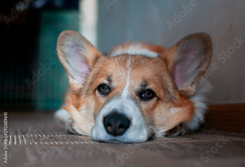portrait of cute puppy red Corgi dog lying on the floor and looking forward sleepy eyes