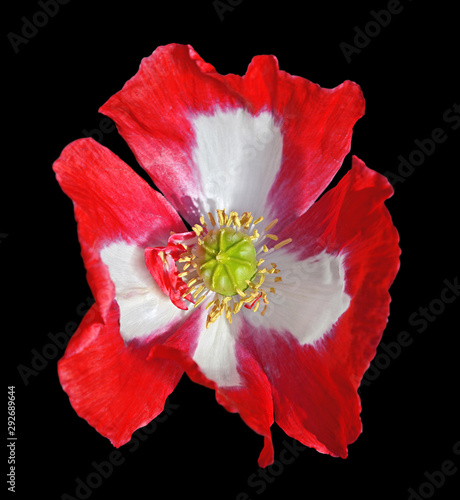 Beautiful red poppy isolated on black background