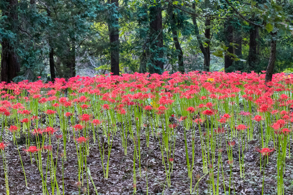曼珠沙華 村上緑地公園 千葉県八千代市 曼珠沙華 村上緑地公園 千葉県八千代市